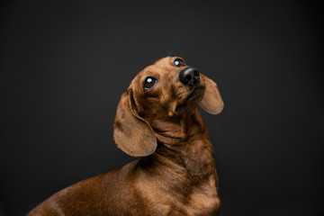 Portrait of a cute dachshund dog of red color in front of a dark background. 