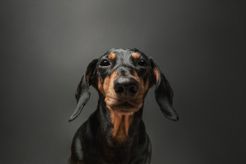 Portrait of a cute dachshund dog of black color in front of a dark background. 