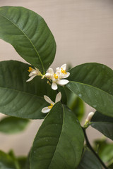 White tender lemon flowers of Volkamer with green leaves, indoor culture of growing citrus plants, close-up