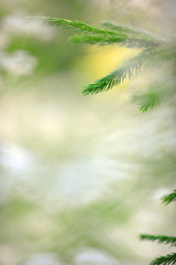 Fototapeta premium Spruce branch and needles against defocused background.