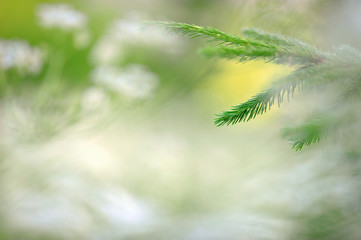 Spruce branch and needles against defocused background.