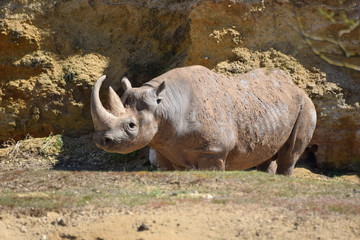 Fototapeta premium Rhinoceros