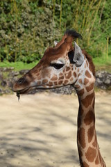 Girafe