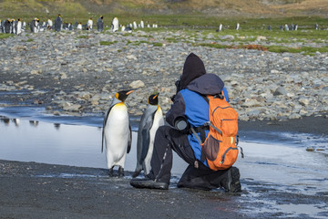 Photographing King Penguins, South Georgia Island, Antarctic