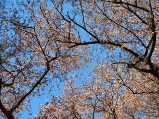 sakura cherry blossom japan