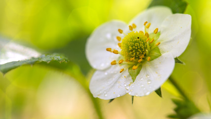 Closeup of a single strawberry blossom.
