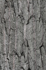 Texture of tree bark for background