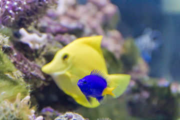 Fish chrysiptera parasema with yellow tail