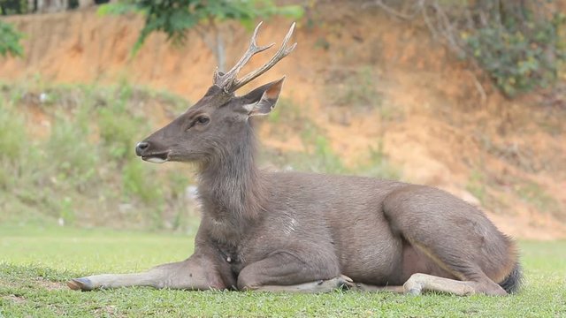 sambar deer lying on dirt field of khaoyai national park thailand