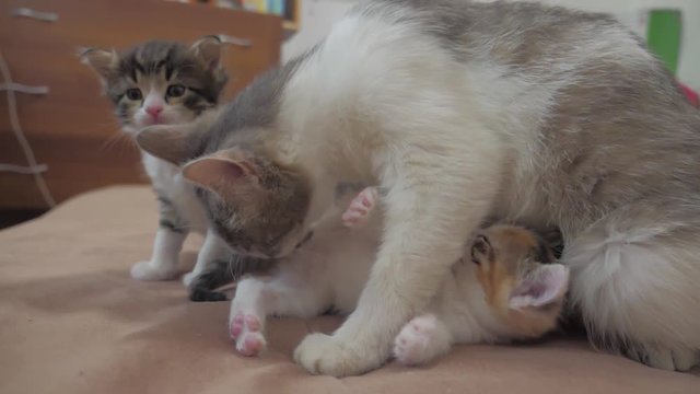 the cat licks the tongue of a small kitten slow motion video. cat mom and little kittens lie on the couch. cat and lifestyle kittens concept