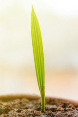 Green date palm sprout in sunlight.