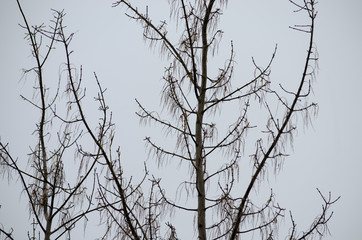 Fototapeta na wymiar Dry Branches and Leaves