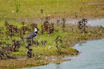 Lapwing wild bird standing on marsh land at the edge of a lake