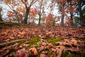 Colorful Autumn Leaves in Tofukuji Temple, Kyoto Japan