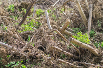 broken trees in a forest after storm