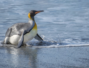 Fototapeta na wymiar King Penguin Exiting the Water, South Georgia Island, Antarctic
