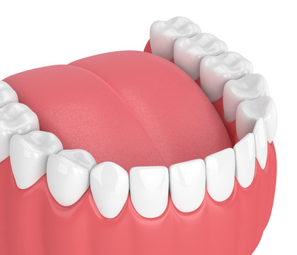 3d render of jaw model with teeth over white