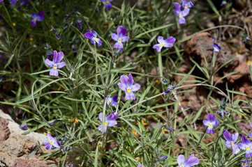 Fagonia cretica, Jochblattgew&auml;chse