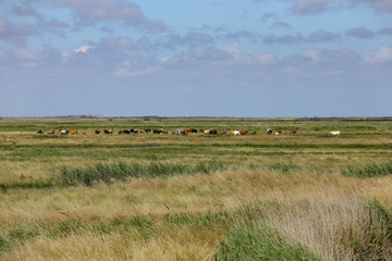 Obraz premium Cows in Norfolk countryside