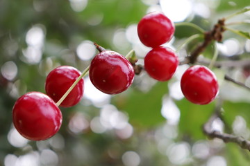 Cherry fresh fruit