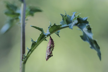 Small tortoiseshell (Aglais urticae) butterfly - Chrysalis shortly before hatching