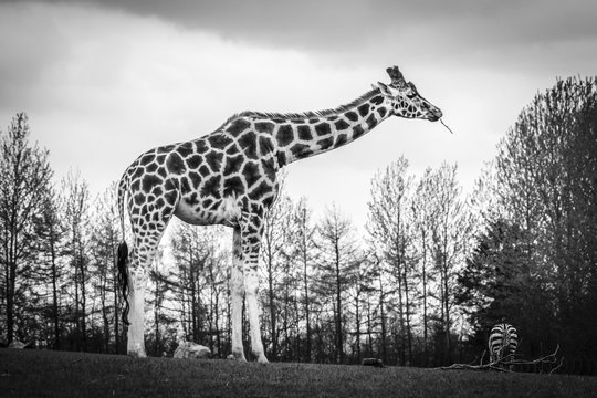 Tall giraffe standing on a meadow