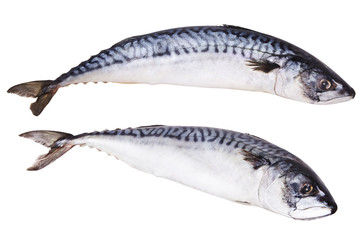 Fresh mackerel fish isolated on the white background