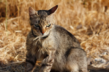 Portrait of feral striped cat in the countryside