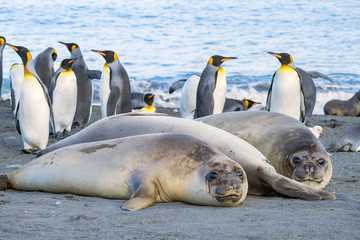 Female Elephant Seals and King Penguins, South Georgia Island, Antarctic © Guy Bryant