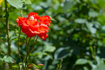 Red roses growing in the garden