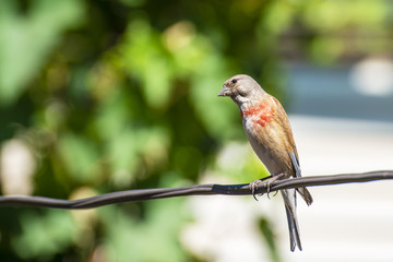 Tapdog, creeper, bird of the passerine family sitting on the wire and looking close up