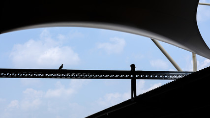 silhouette of a pigeon on steel structure at the factory