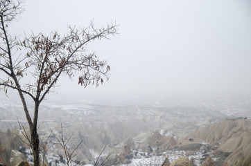 Dry Branches and Leaves