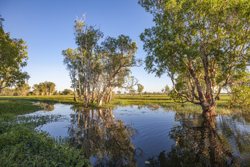 Fototapeta na wymiar Peaceful landscape at sunrise in White water Billabong, Kakadu National Park, Northern Territory, Australia