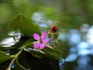 beetle on the flower in the water
