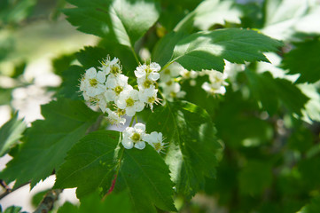 Blossoming white flowers crataegus sanguinea or redhaw hawthorn 