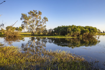 Peaceful landscape at sunrise in White water Billabong, Kakadu National Park, Northern Territory, Australia