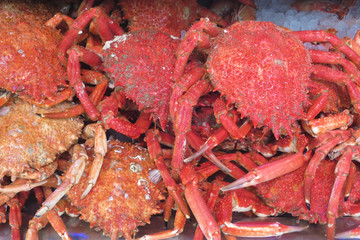 granseola mollusco rosso dall'atlantico pescato di colore rosso