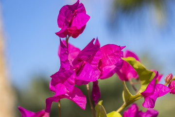 Purple flowers of the desert, against blue sky background, close up