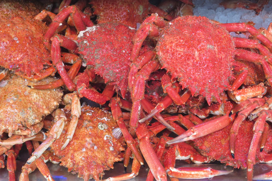 granseola mollusco rosso dall'atlantico pescato di colore rosso