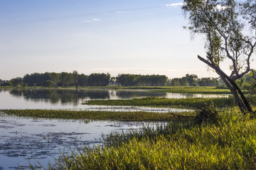 Peaceful landscape at sunrise in White water Billabong, Kakadu National Park, Northern Territory, Australia