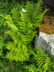 Prächtiger Farn am Wegesrand