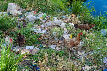 SANTA CLARA, CUBA - FEB 13, 2016: Hens in a grabgae by a river in Santa Clara, Cuba.