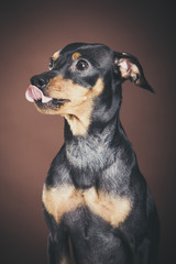 Studio portrait of an expressive pinscher dog against brown background