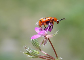 red beetle on a pink flower
