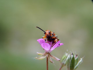red beetle on a pink flower
