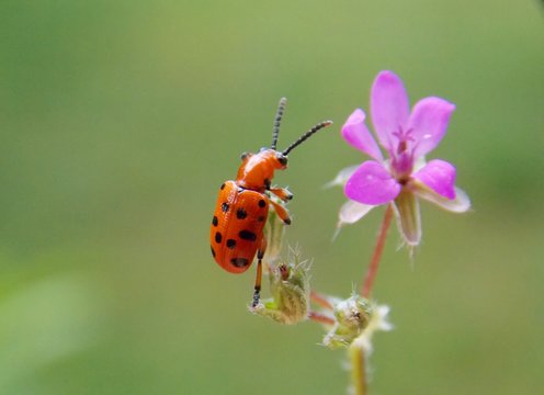 Red Beetle On A Pink Flower
