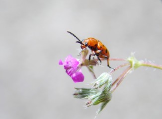 red beetle on a pink flower
