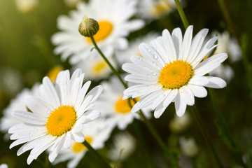 Fototapeta premium Macro shot of daisies.