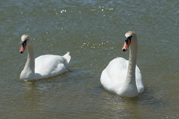 a pair of white swans swims in the lake.